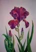 Iris, Watercolor